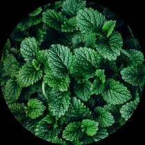 Best trichomist forte forum in Poland Best trichomist forte forum in Poland